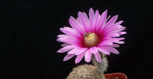 『蔷薇』还在养普通仙人掌?多肉大蔷薇虾,样子好看,开花不同