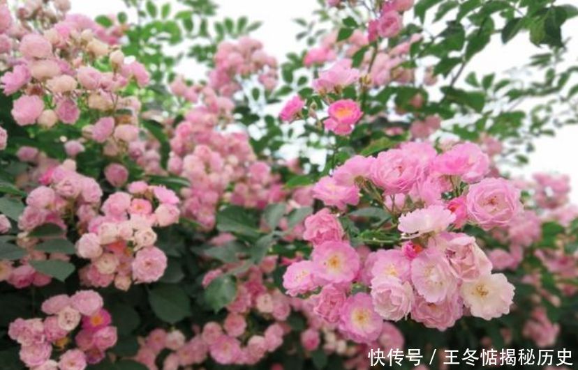  『养花』4种花是“开花机器”，全年开花不断，养花首选，1盆能开100朵花