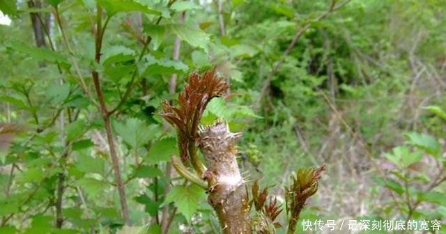 过去农民见到就砍的树，现在被称为“美味山珍”，价值十分珍贵！