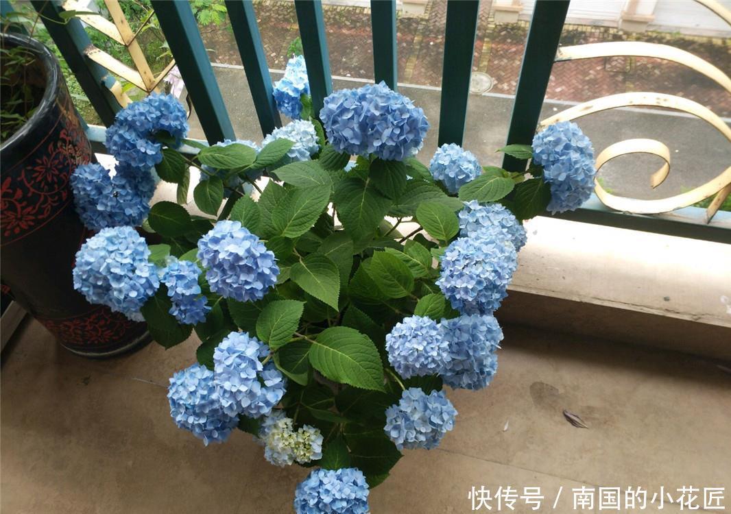  【绣球】绣球不调色，开“蓝花”？原因只有“1个”，用排除法找真相！