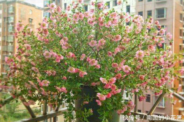 「停歇」春天养盆“开花机器”,花量大花期长,开到深秋不停歇