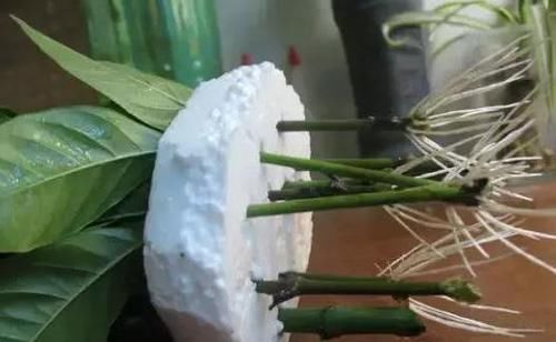  水里■绿化带里剪根枝，丢水里7天就生根，1个大花盆还装不下！