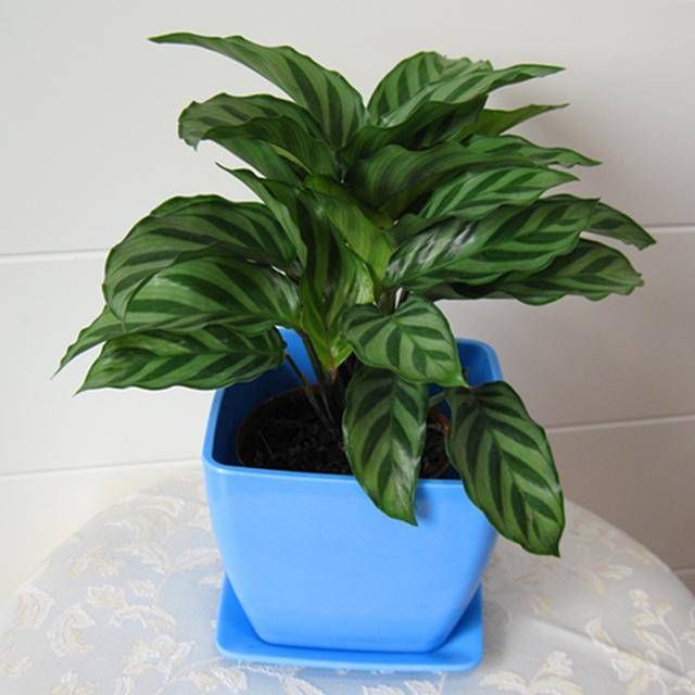  「植物」观叶植物中的翘楚！彩叶竹芋怎么养护，叶片才能更色彩斑斓？