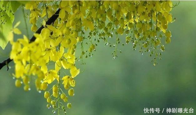  「迎春花」金万泉：迎春花儿开