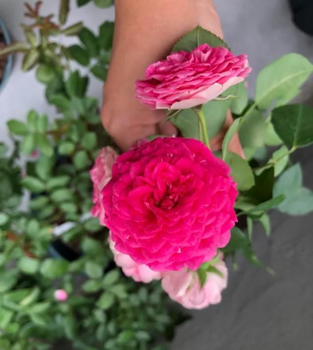  『丰花性好』狼家自育的表现到底如何，戳进来看看花友们的大实话