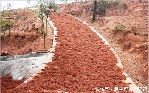  [药材种植]曾让种植户年入几十万，如今家家堆成山，3块5一斤没人要