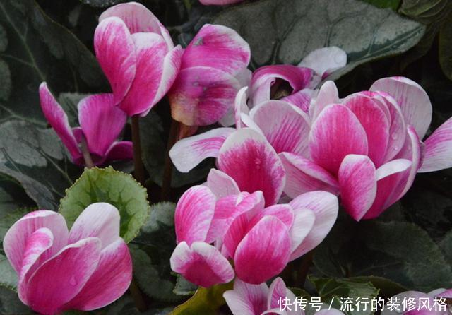 回家@春天还可以买仙客来吗,买回家怎么养?注意4点,还能开上两个月
