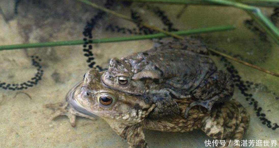  「除害」农田中除害小能手，现在要靠人工养殖，只因身怀珍贵药