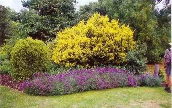 「观赏效果」园林植物搭配技巧,活学活用