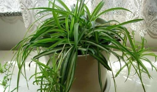 「虎皮兰」天热养这4种花,1招学会正确'浇水',远离烂根,叶子油绿挺直