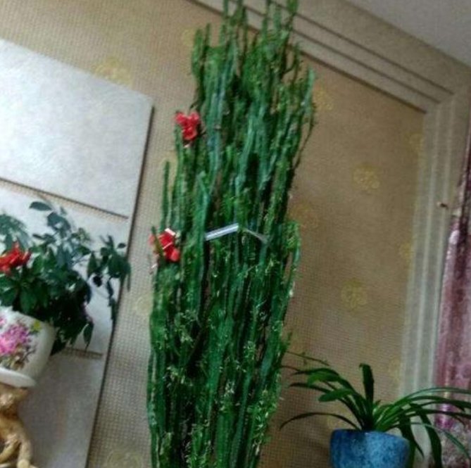  发财树：3种花长到“2米高”，净化空气特别好，家里更清新，养在客厅上档次！