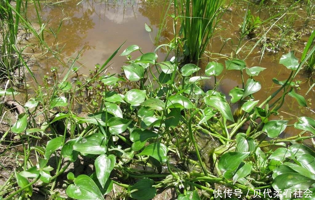  「人称」农村一野草，人称“鸭舌草”，农民讨厌它，其实可食可
