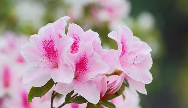  喜欢■3种花养了就爆盆，好养易活开花漂亮，招财又纳福，谁养谁喜欢