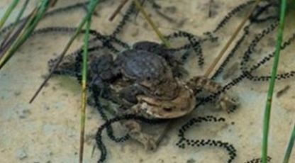  「蚂蝗」“年年被骗”年年养！农民养这3种东西“必赔”！怎么就