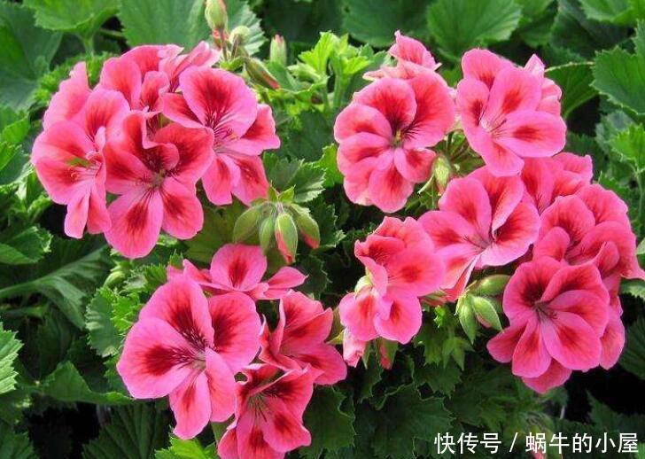 『阳光』“4种花”,给点阳光就开花!越晒生长越旺盛,美极了!