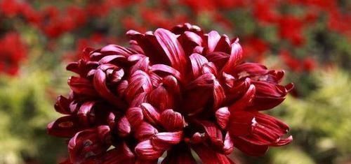  「牡丹」喜欢牡丹，不如养盆“花色如墨”，花开谓“墨荷”，亭亭玉立！
