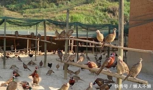  【试试】2020年！在农村养什么最赚钱？老农：试试这三个前景广阔的市场