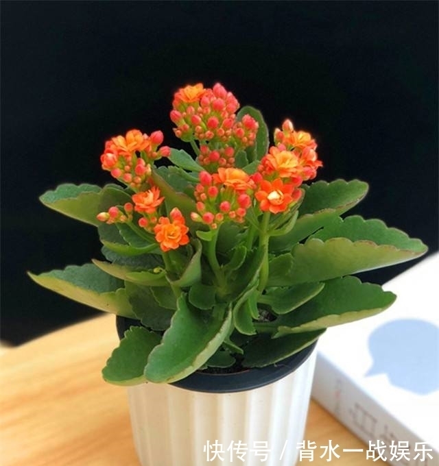 长寿|长寿花长出花苞后应该如何施肥?