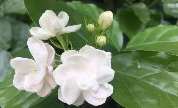  [植株]家中有这几款植株，好看又好养，总有一盆适合你