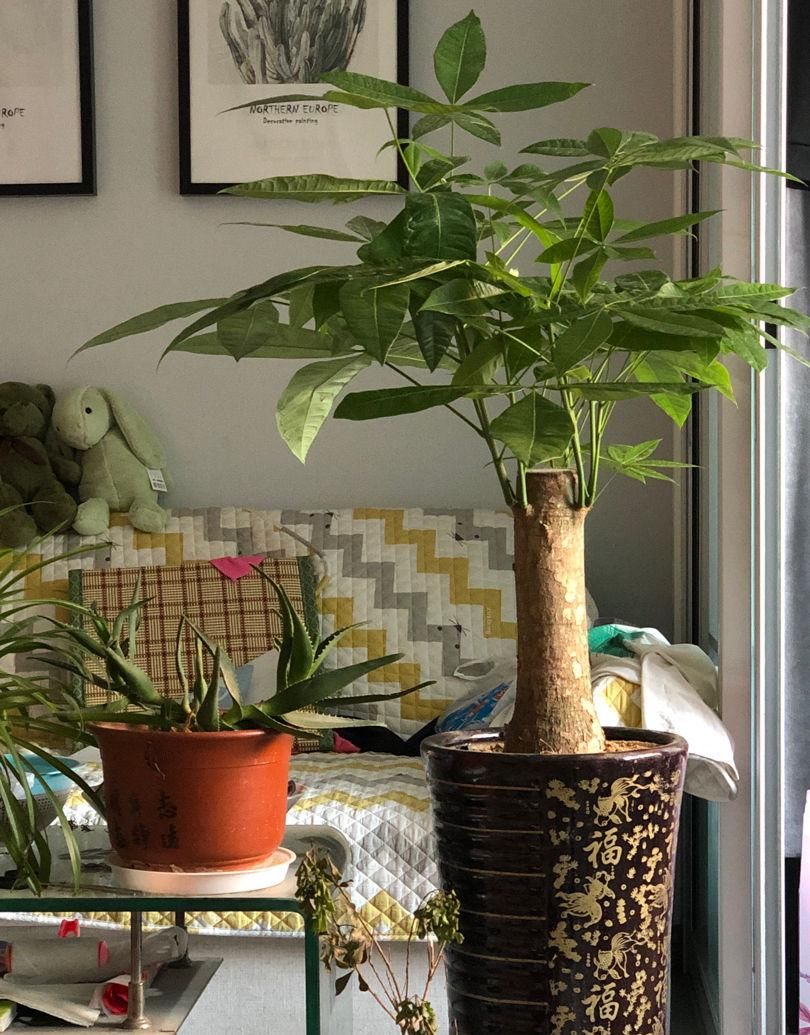  [怕水]这花最怕水，一浇就烂根，旱一旱反而枝繁叶茂！