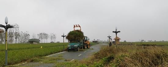  【油菜】疫情难阻春光好,油菜管护正当时