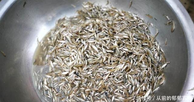 渔民用“地笼”捕捞这种鱼来卖，每盆要有数万条，太狠！