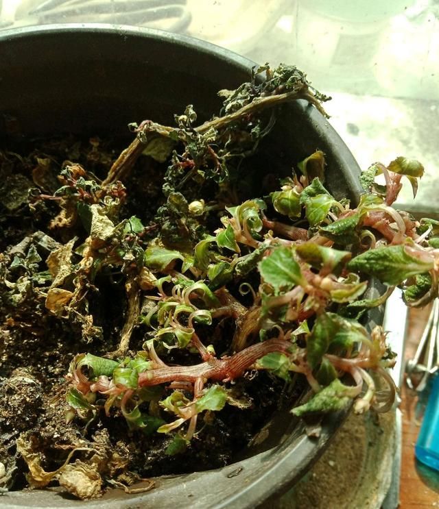  养护：凤仙花被虐待两个月还有救吗？剪花苞，浇上还魂水，一个月花爆盆
