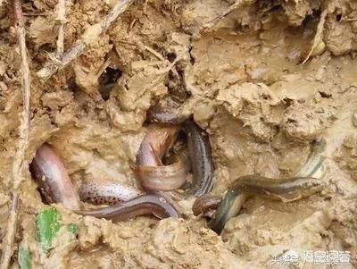  「竹虫」农村即将消失的野味，你吃过几个？