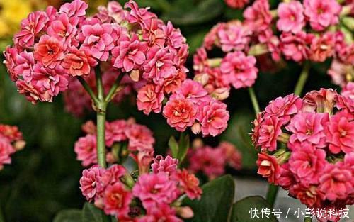  『油绿』长寿花花谢后，多做一件事，叶子更油绿，还能再开一茬花！