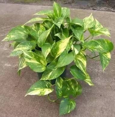  「就要」22种室内极难养死的植物，绿植就要选这些