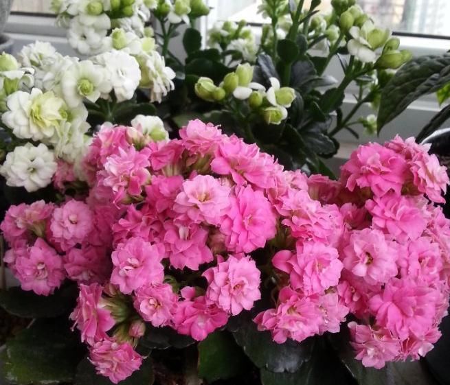 「长寿」长寿花一直开着花,可以换盆吗?