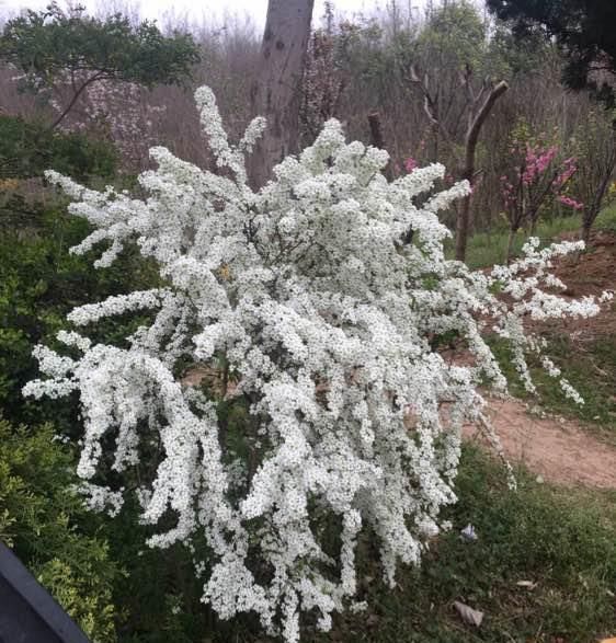  [雪柳花]新型观赏花木，花似白雪，开花多、花期长，盆栽也可以，值得拥有