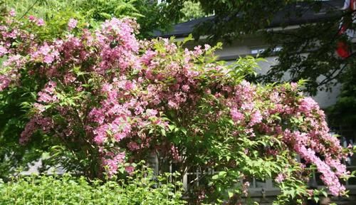  「特别」特耐寒、耐贫瘠的锦带花，花朵开得灿烂至极，适合北方的朋友养
