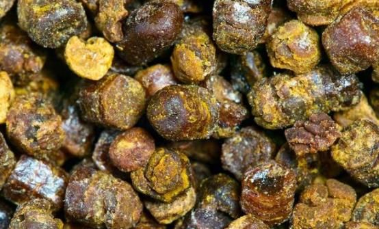 农村的杨树芽一斤能卖到几十元，到底有什么用途?