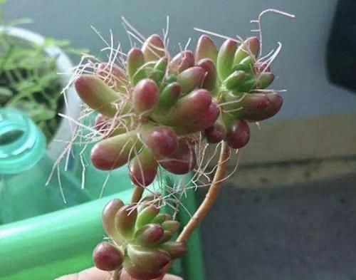  气根■多肉植物长出“小胡须”，表示植株“不健康”，花友们要明白！