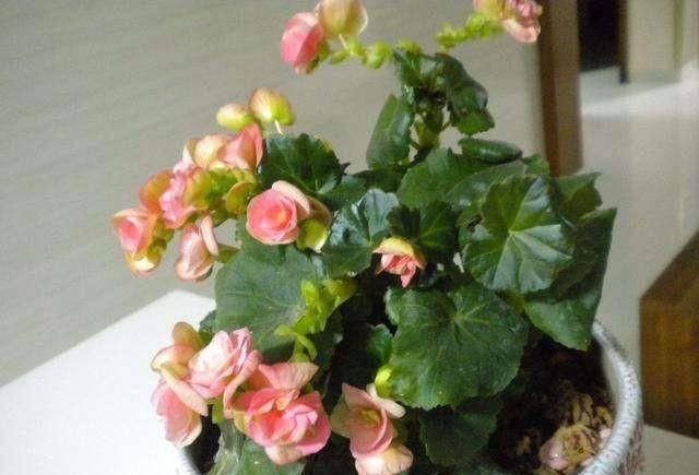  「随便」这“5种花”随便买，叶片绿、开花艳，越养越喜欢