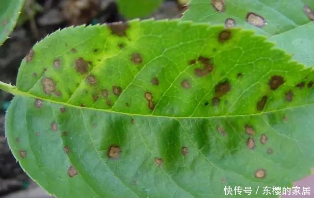 #百菌清#养花技巧:你养的花生了什么病?看这5点就知道!