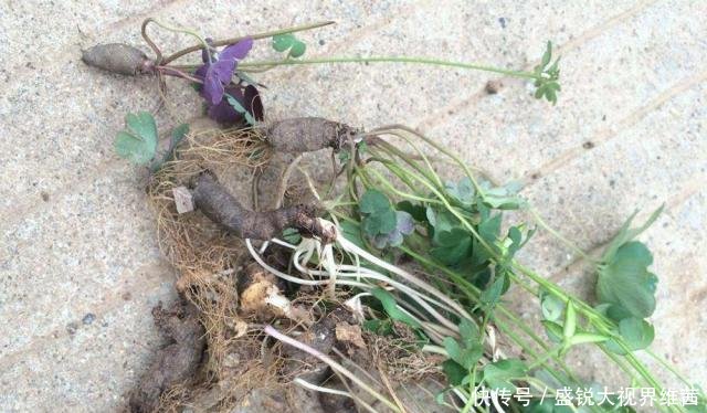 埋泥土里的野果，人称“千年耗子屎”，过去都抢着吃，如今很少见