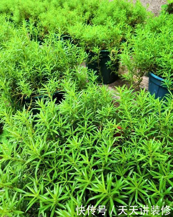  [图片作者]15种超级好养的花，不死鸟居然不是第一，“养花杀手”们试一试吧