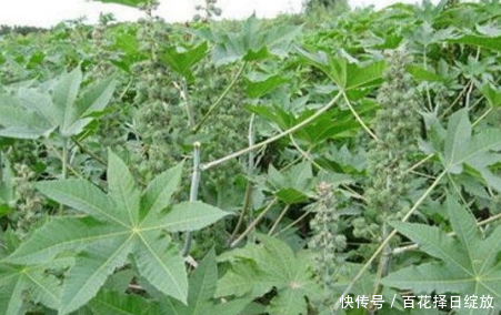 它的根和叶不能吃，果实还有毒性，市场缺口却巨大，种植前景可观