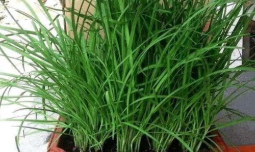  特别@阳台盆栽韭菜，长的又大又绿并且一茬接一茬，一年省了不少钱!