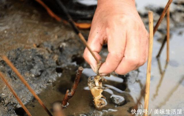  稻田@稻田里常见的害虫，农民都讨厌它，进城后却成餐桌上的“土