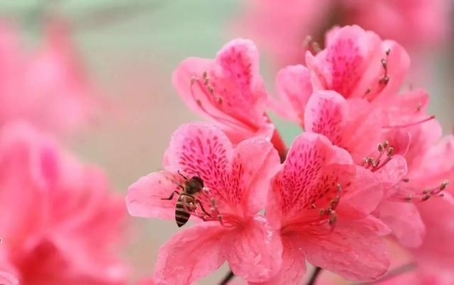 喜欢■10种鲜花的英文名含义,你最喜欢哪种?