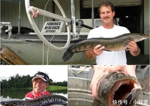  『消灭泛滥』外国人感叹在全球泛滥的生物都被中国人打败了