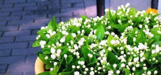  『绿萝』夏天适合养殖的3种花卉植物，不仅好看还易爆盆，你居然不知道！