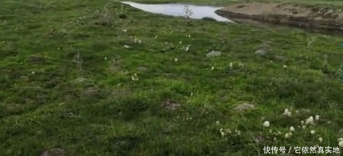 这种野味叫“毛头鬼伞”，农村多到采不完，城里一斤50元不多见