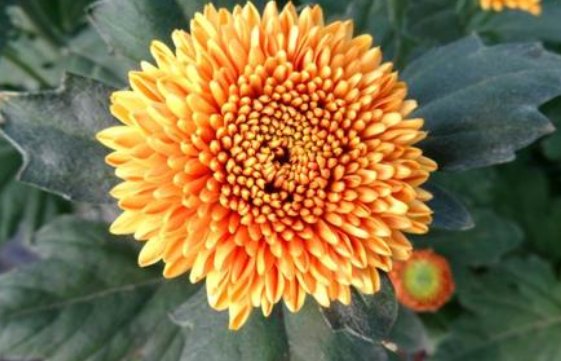  「盆栽」新手养花就养一盆“橙乒乓菊”，花色鲜艳明快，花期长适合盆栽养