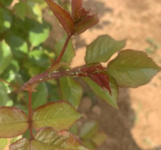  [白药]月季花遭殃了，被蚜虫大军包围，“小白药”伺候上，统统杀光光