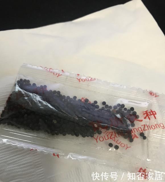  【便宜】买的满天星，长出“空心菜”，春天买花要留神，骗子实在是多