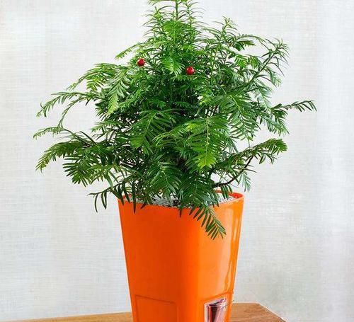 「包烟」红豆杉易成活，少抽2包烟，养1盆在阳台，净化空气美化环境